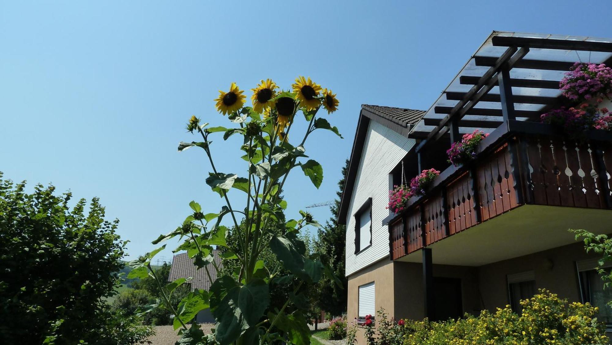 Blumenwiese Weilheim Eksteriør bilde